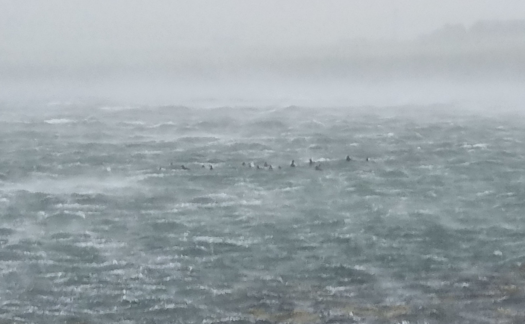Ducks crossing the bay in Storm Floris Ducks trying to cross Widewall in the full force of Storm Floris. They are being buffeted by the wind and spray.
